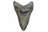Huge, Fossil Megalodon Tooth - North Carolina #381342-1